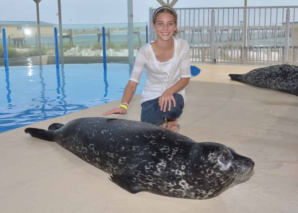 Discover-harbor-Seals-at-Gulfarium-Marine-Adventure-Park