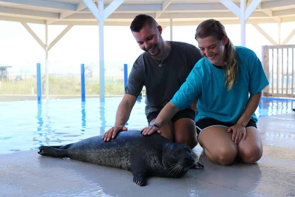 Discover-harbor-Seals-at-Gulfarium-Marine-Adventure-Park