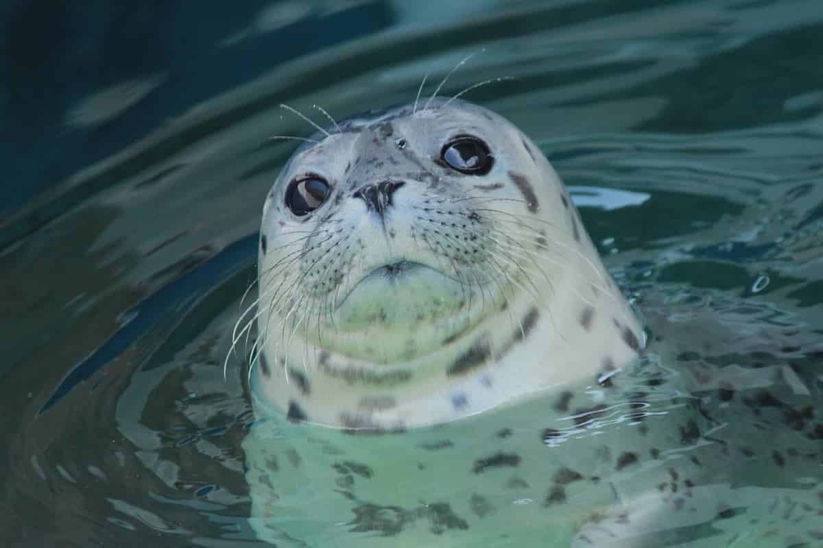 Discover-harbor-Seals-at-Gulfarium-Marine-Adventure-Park