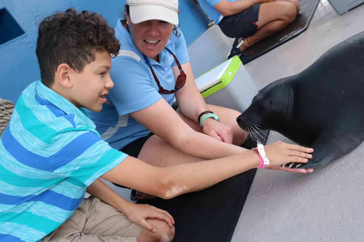 Discover-harbor-Seals-at-Gulfarium-Marine-Adventure-Park