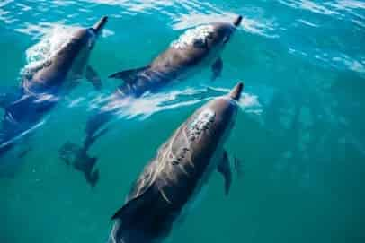 Blue-Dolphin-Tours-Orange-Beach