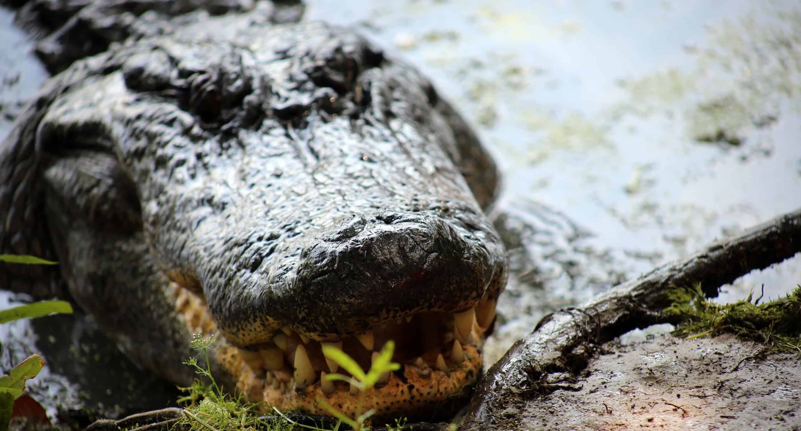 Airboat-Adventures-from-New-Orleans-with-Optional-Transportation
