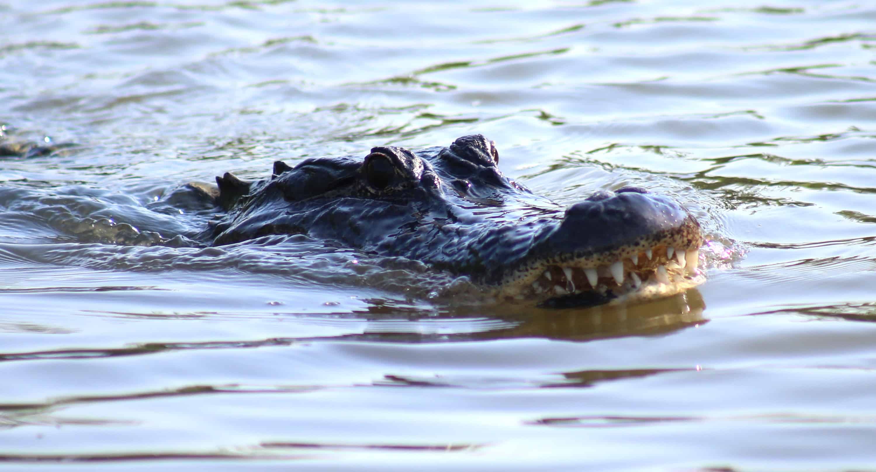 Airboat-Adventures-from-New-Orleans-with-Optional-Transportation