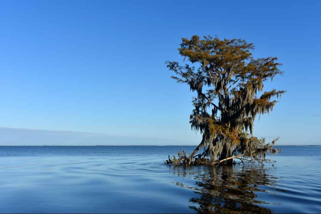 Airboat-Adventures-from-New-Orleans-with-Optional-Transportation