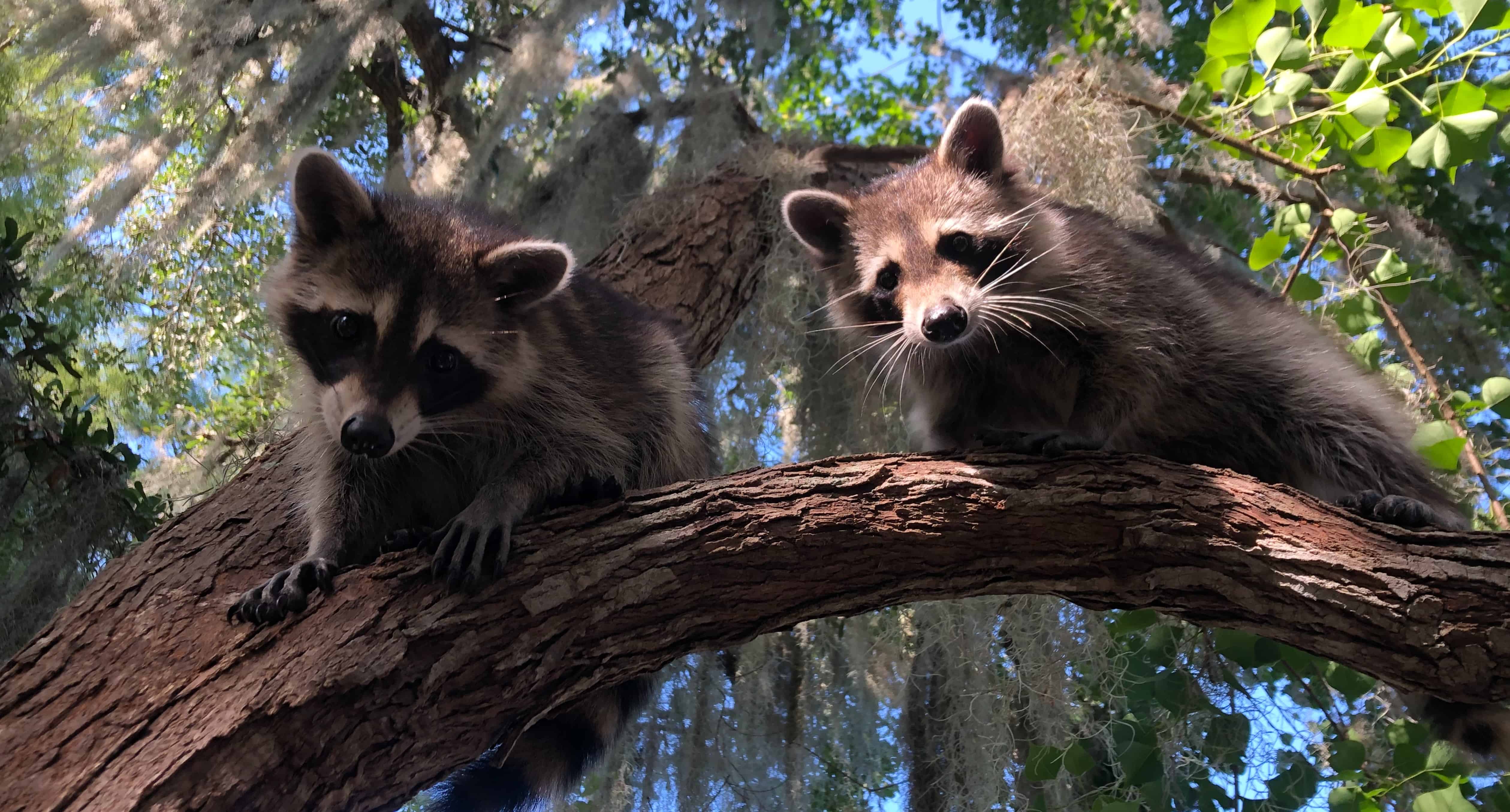 Airboat-Adventures-from-New-Orleans-with-Optional-Transportation