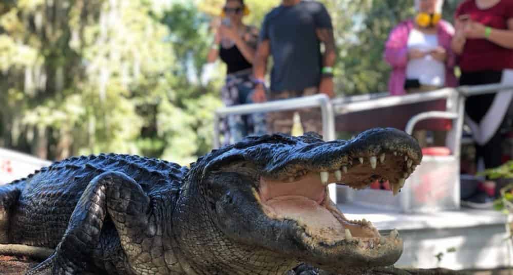 Airboat-Adventures-from-New-Orleans-with-Optional-Transportation