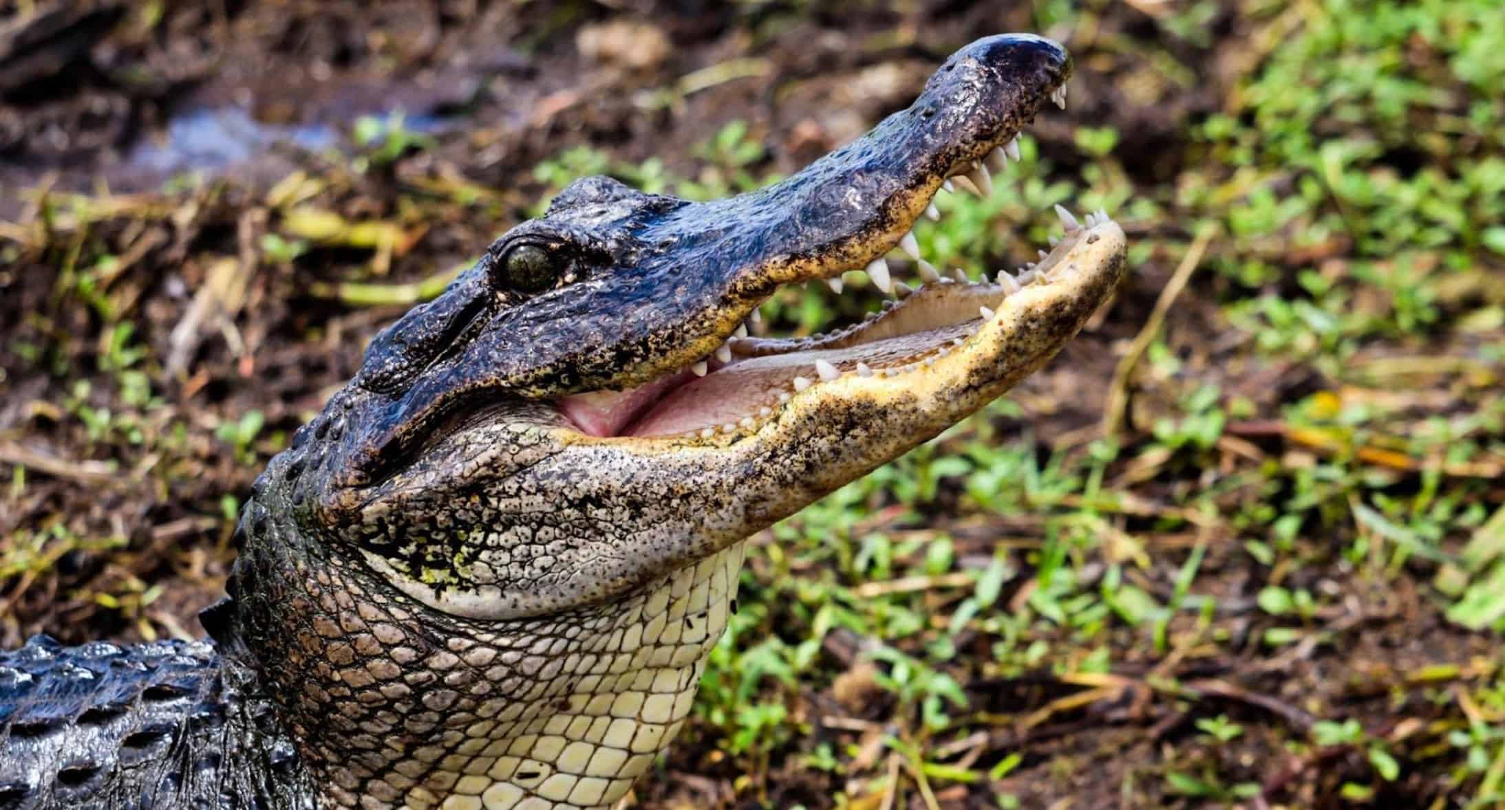 Airboat-Adventures-from-New-Orleans-with-Optional-Transportation