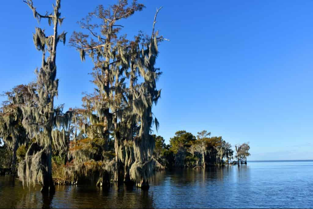 Airboat-Adventures-from-New-Orleans-with-Optional-Transportation