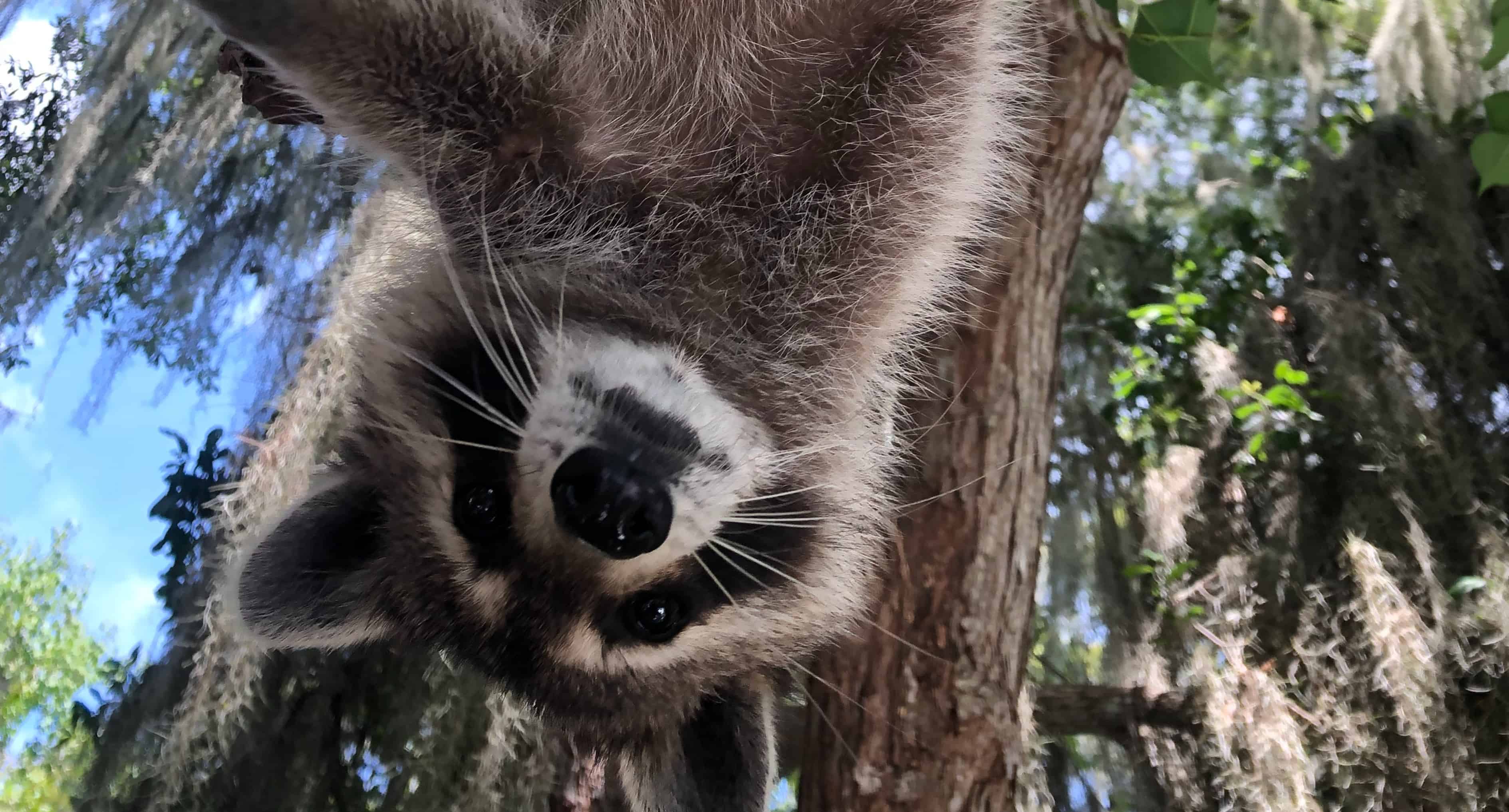 Airboat-Adventures-from-New-Orleans-with-Optional-Transportation