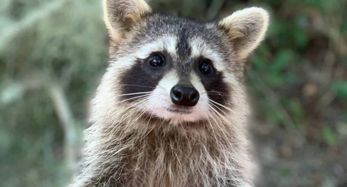 Airboat-Adventures-from-New-Orleans-with-Optional-Transportation