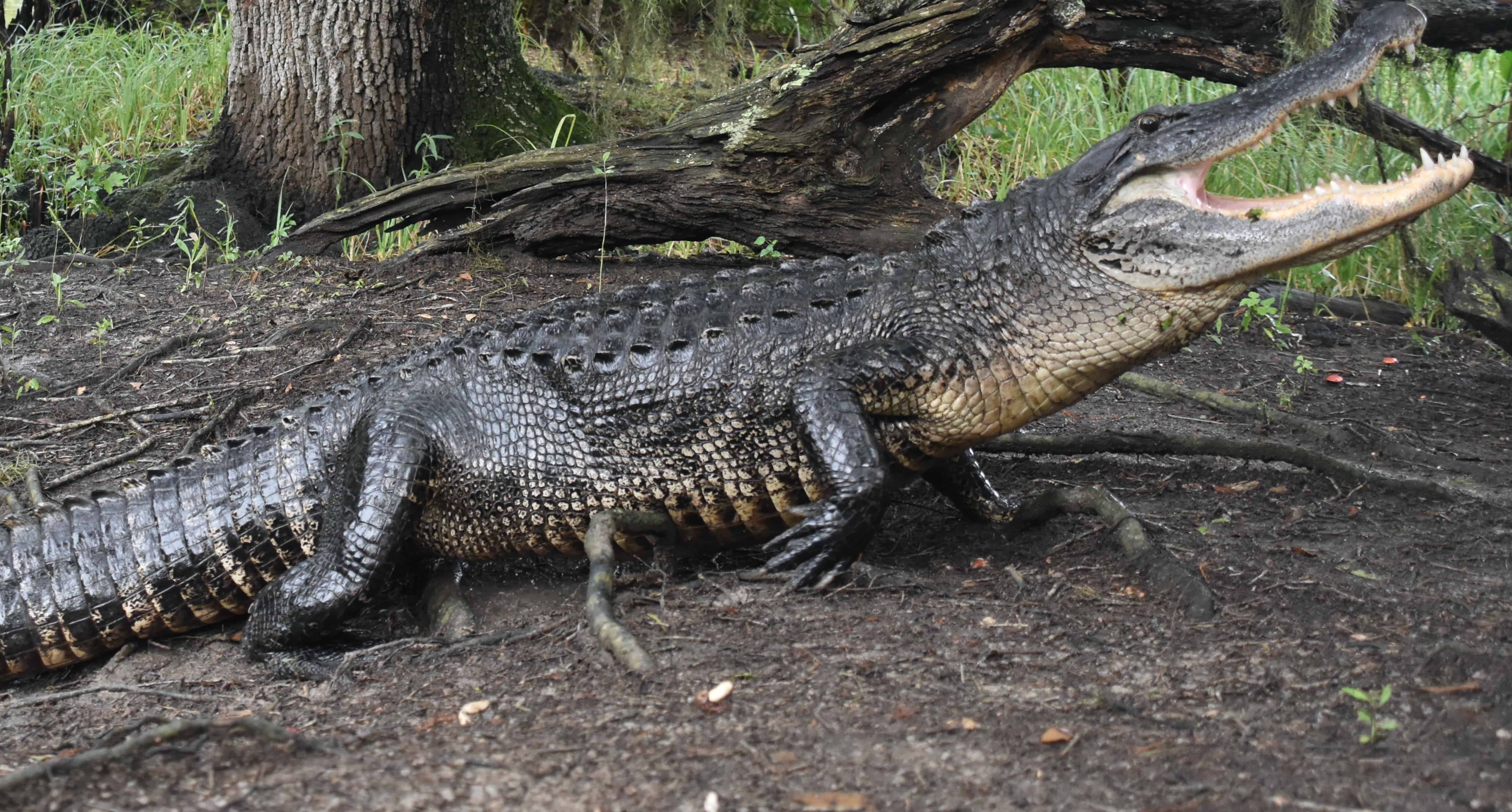Airboat-Adventures-from-New-Orleans-with-Optional-Transportation