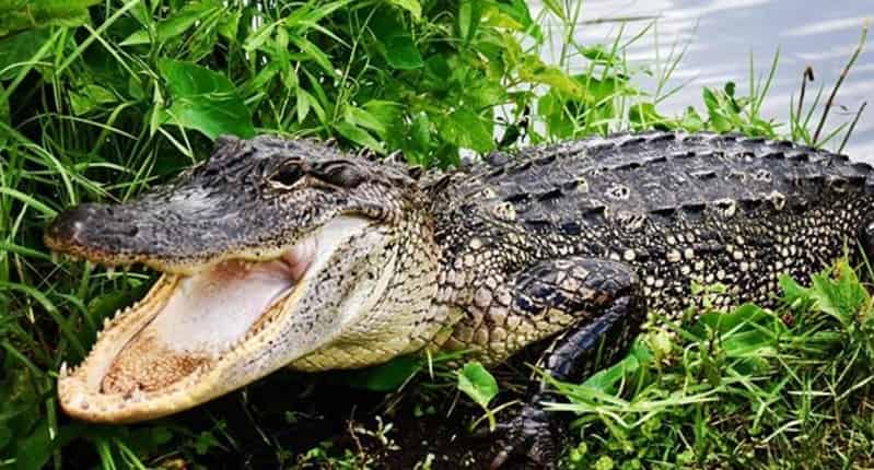 Airboat-Adventures-from-New-Orleans-with-Optional-Transportation