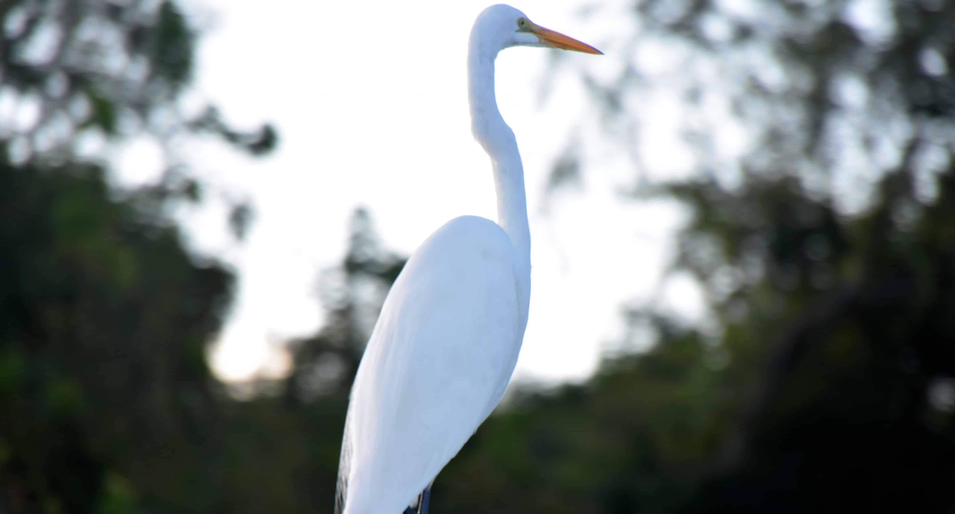 Airboat-Adventures-from-New-Orleans-with-Optional-Transportation