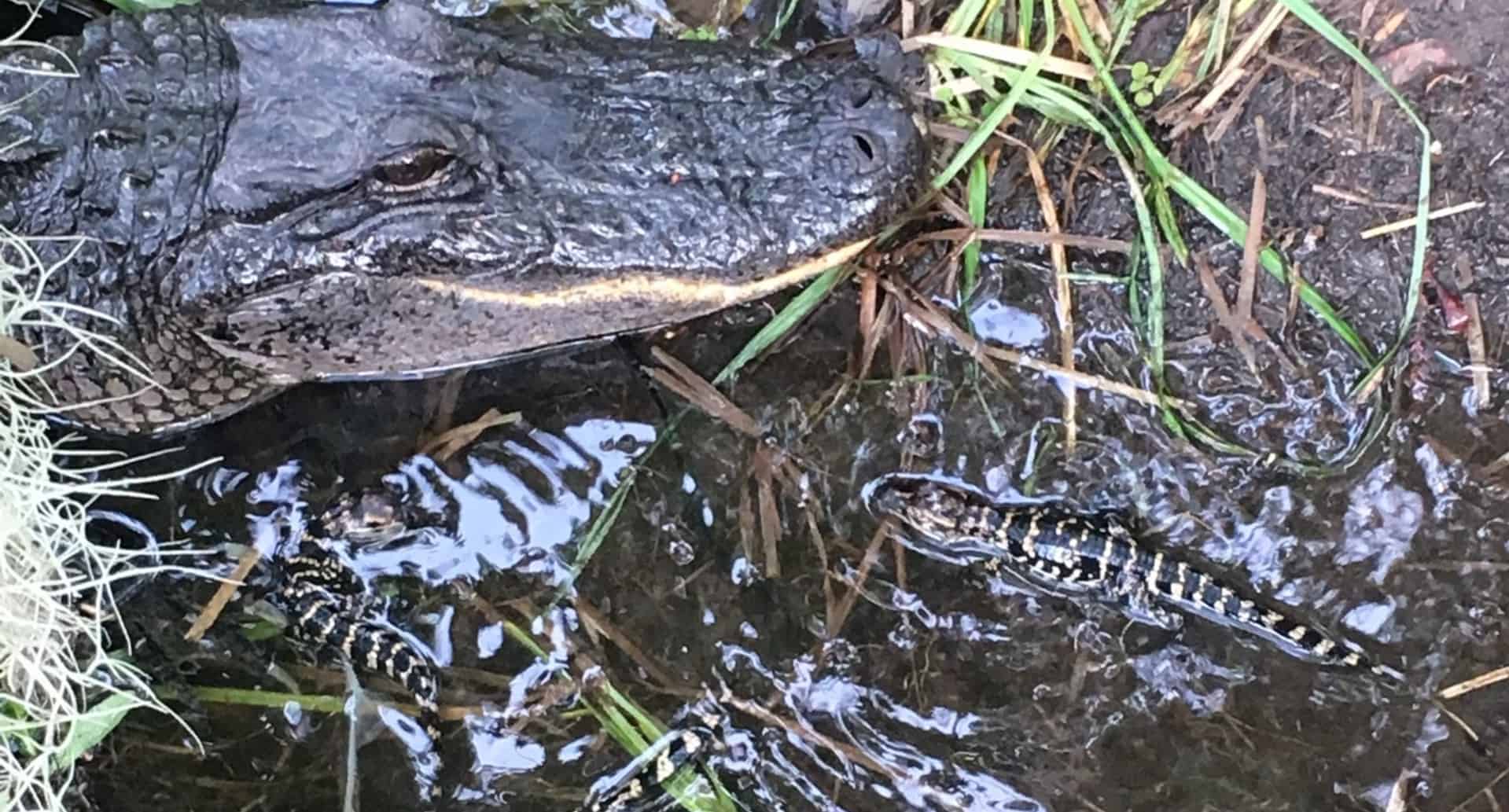 Airboat-Adventures-from-New-Orleans-with-Optional-Transportation