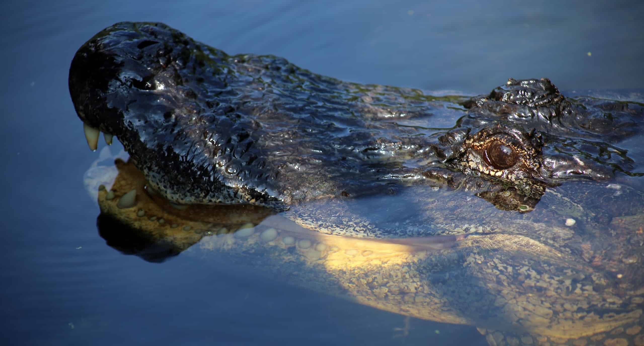 Airboat-Adventures-from-New-Orleans-with-Optional-Transportation