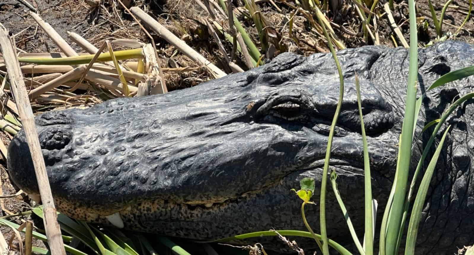 Airboat-Adventures-from-New-Orleans-with-Optional-Transportation