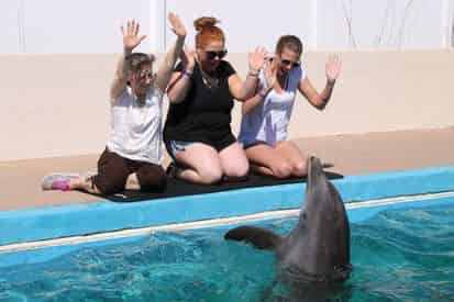 Discover Dolphins Encounter at Gulfarium Marine Adventure Park