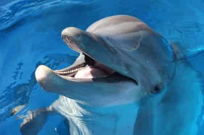 Discover Dolphins Encounter at Gulfarium Marine Adventure Park