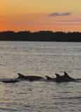 Sunset Dolphin Cruise with Blue Dolphin at The Flora-Bama