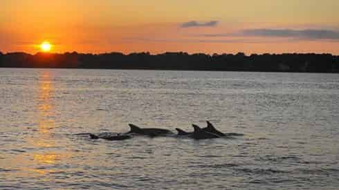 Sunset Dolphin Cruise with Blue Dolphin at The Flora-Bama