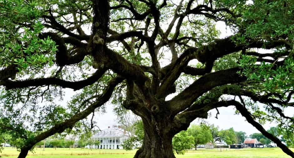 St-Joseph-Plantation-Tour