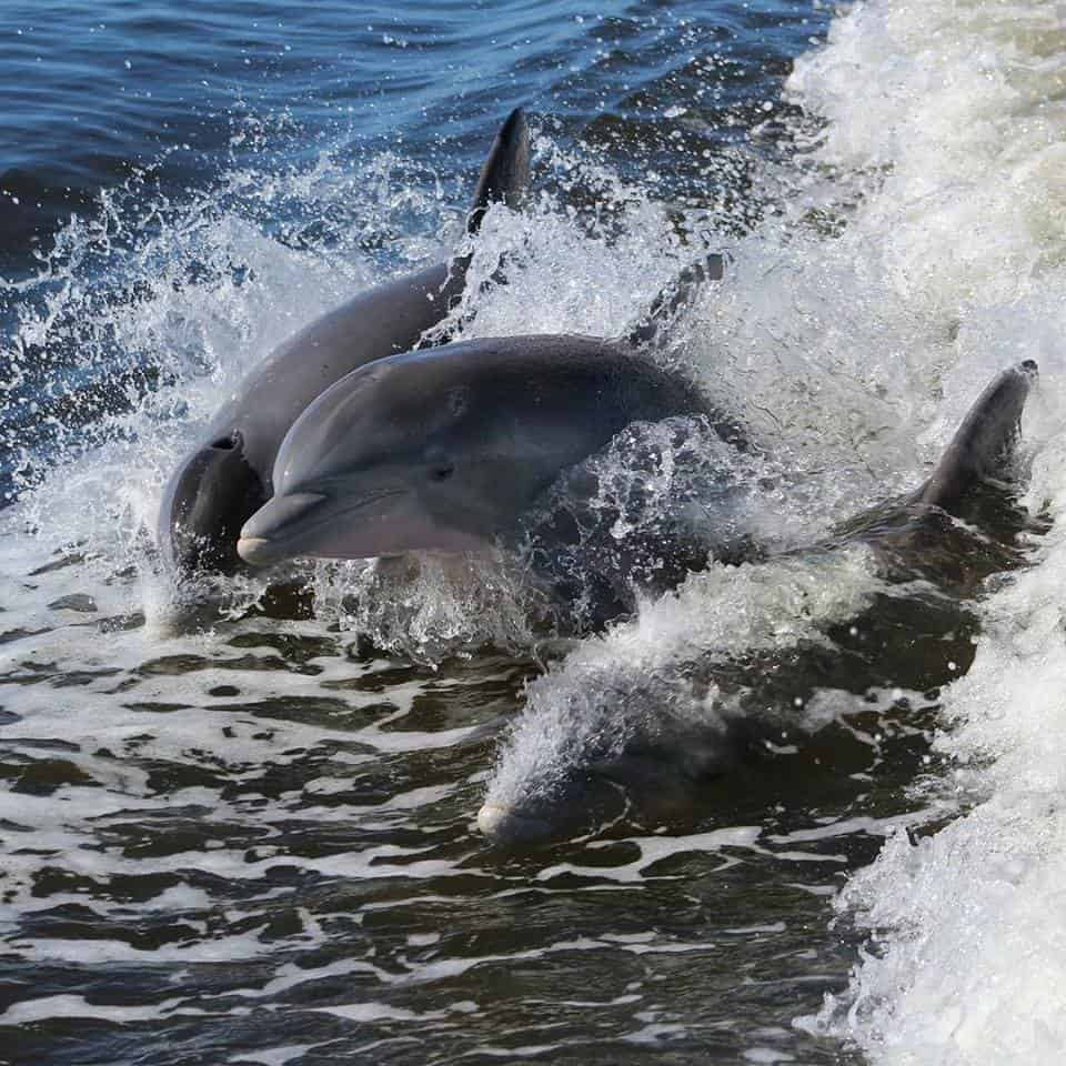 Dolphin-and-Nature-Sunset-Cruise-On-the-Explorer-Orange-Beach