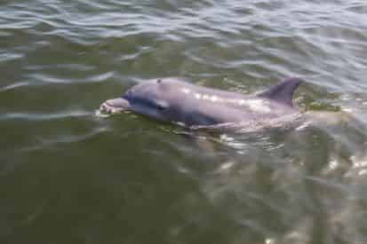 2 Hour Private Dolphin Tour with Optional Photography Session