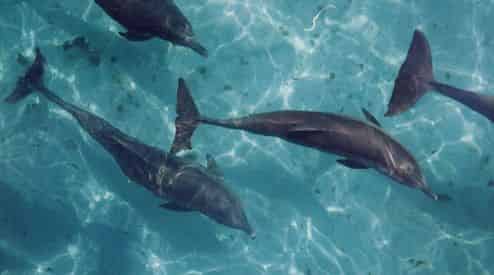Sunset Dolphin & Snorkel Cruise with Cattywampus Aquatic Adventures