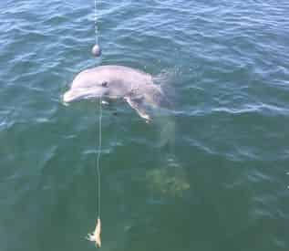 Dolphin Tour & Fishing Combo with Coastal Life Charters & Adventures