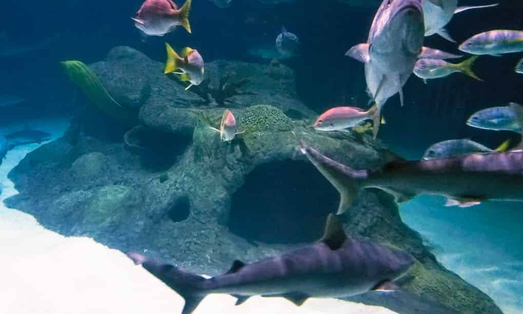 Up-the-keys-adventure-to-aquarium-encounters