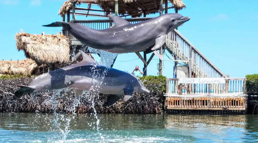 dolphin-research-center-adventure-with-up-the-keys-tours