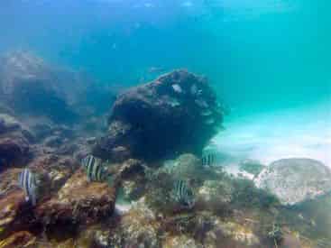 Beginner Scuba Diving Tour
