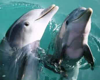 Okaloosa Island Sunset Eco-Dolphin Cruise