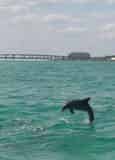 Okaloosa Island Sunset Eco-Dolphin Cruise