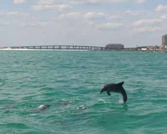 Okaloosa Island Sunset Eco-Dolphin Cruise