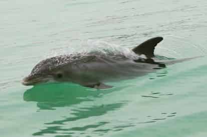 Screaming Eagle Dolphin Sunset Cruise