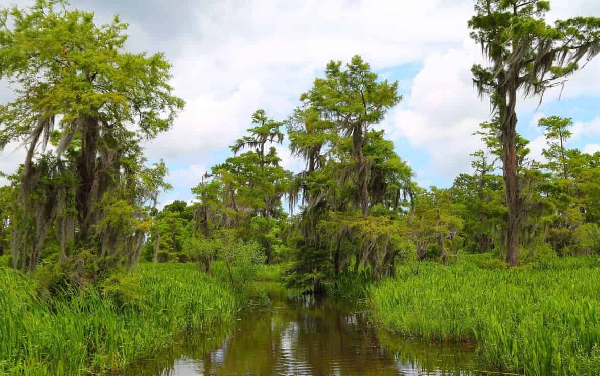 New-Orleans-City-and-Airboat-Swamp-Tour-Combo-by-Louisiana-Tour-Company