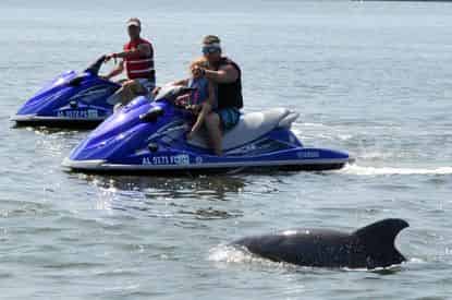 Completely Private Waverunner Dolphin Tours with Barefoot Jet Ski Tour Co.