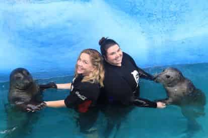 Harbor Seal Encounter at Gulf World Marine Park