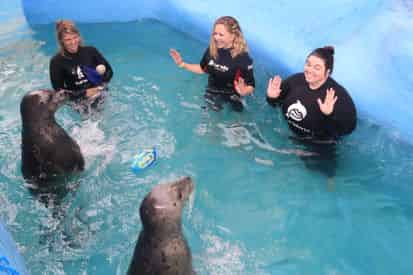 Harbor Seal Encounter at Gulf World Marine Park