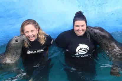 Harbor Seal Encounter at Gulf World Marine Park
