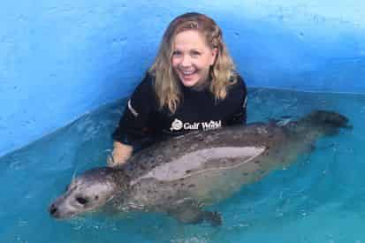 Harbor Seal Encounter at Gulf World Marine Park