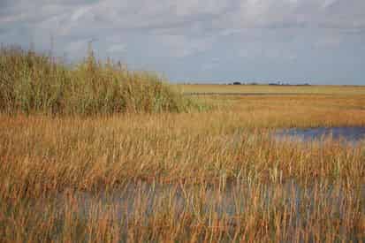 Miami City Tour and Everglades Airboat Excursion with Transportation