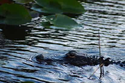 Miami City Tour and Everglades Airboat Excursion with Transportation