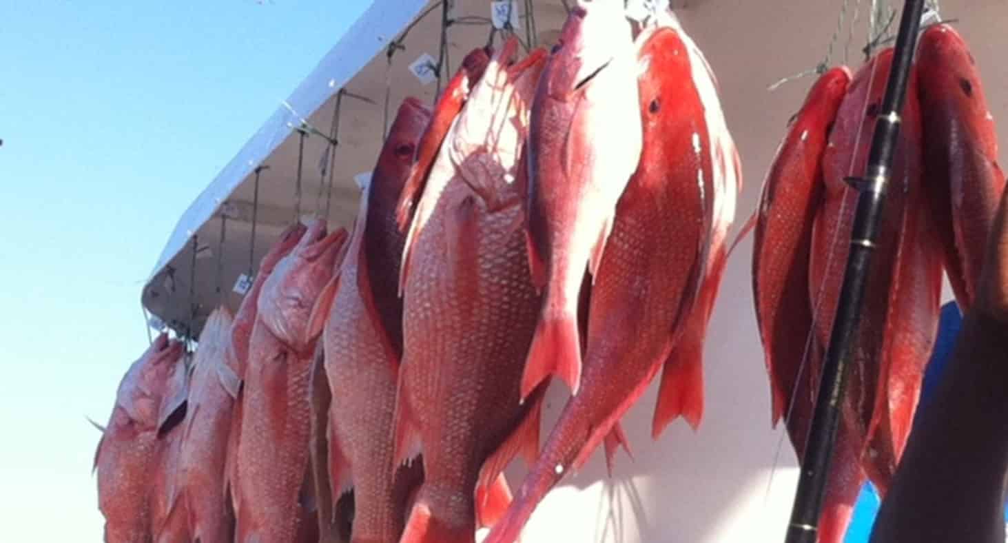 Deep-Sea-Party-Boat-Fishing-in-Panama-City-Beach-5-Hour-Trip