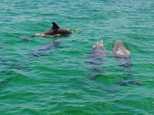 Small-Group-Dolphin-and-Snorkel-Tour