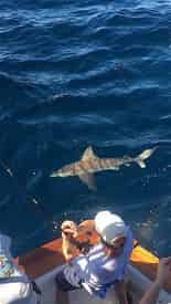 Deep Sea Fishing Charter Aboard The Sweet William III