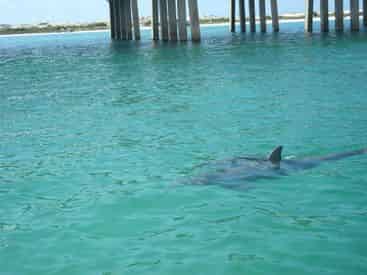 Private Small Group Crab Island, Dolphin, and Snorkel Adventure Tour