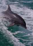 Shell Island Snorkel and Swim Excursion on the Sea Screamer 2