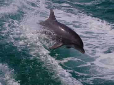 Shell Island Snorkel and Swim Excursion on the Sea Screamer 2